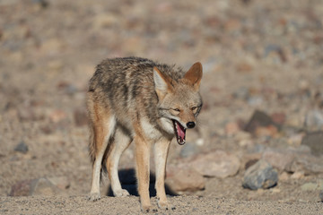 Lone coyote in the desert. Death Valley, California.