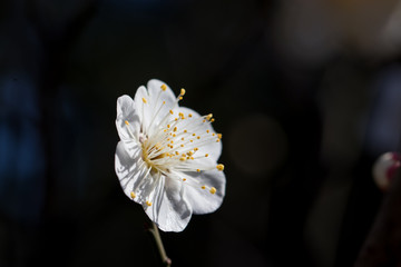 Obraz premium White plum blossoms blooming in Mukojima, Sumida-city, Tokyo, Japan