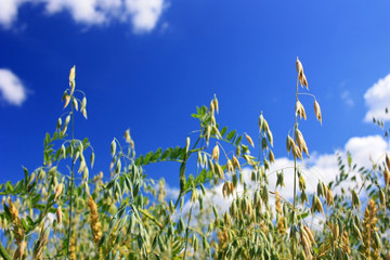 Obraz premium Ears of oats in the field