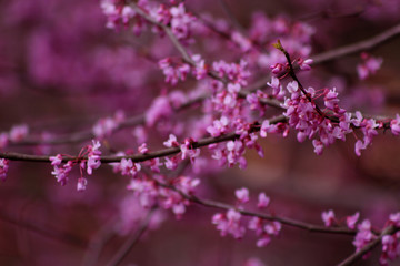 Purple Flowers