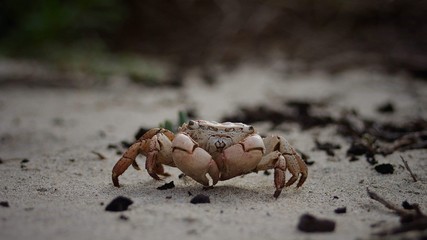 La inmortalidad del cangrejo 