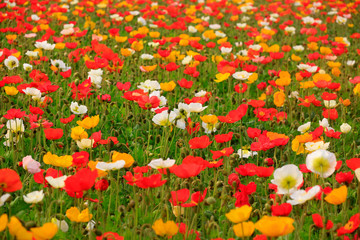 Corn poppy flowers