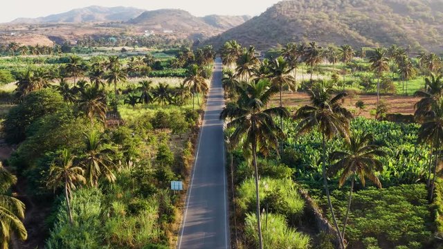 4K UHD aerial view of coconut and sugar canne plantation near Achada Fazenda in Santiago Island  in Cape Verde - Cabo Verde