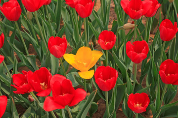 Tulips flowers in the garden