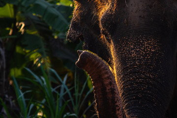 elephant close up