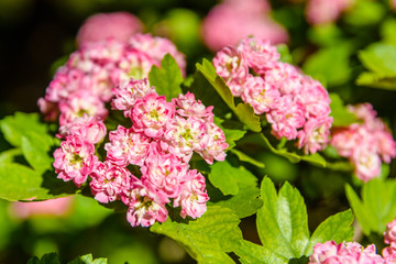 Blossoming branches of the hawthorn tree on spring