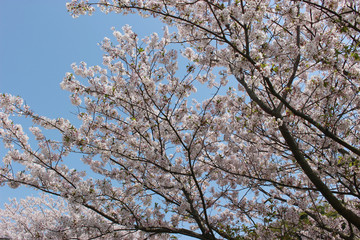 桜と青空
