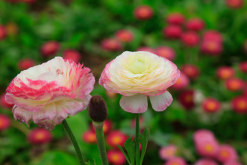 ranunculus flowers