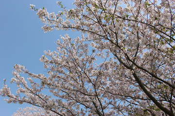 桜と青空