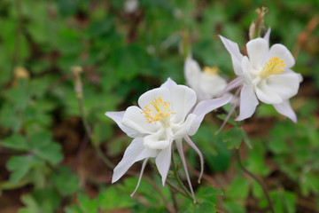 garden columbine flowers