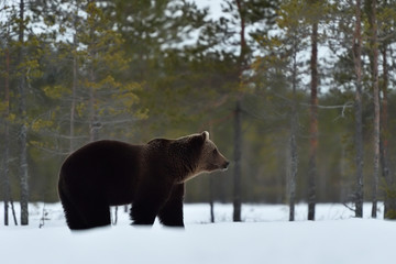 Obraz na płótnie Canvas brown bear (ursus arctos), grizzly on snow