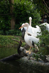 Great White Pelican(Pelecanus onocrotalus)