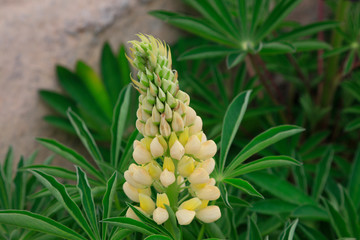 lupin flowers