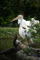 Great White Pelican(Pelecanus onocrotalus)