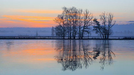 Winter daybreak scene, frozen wetland and row of beautiful shaped trees reflected in water, Turnhoutse Vennen, Flanders, Belgium.