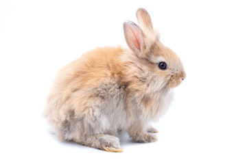 Brown adorable baby rabbit on white background.