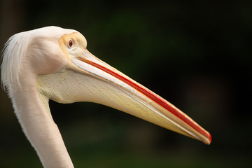 Great White Pelican(Pelecanus onocrotalus)