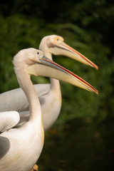 Great White Pelican(Pelecanus onocrotalus)