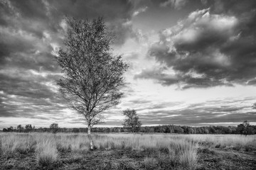 Autumn twilight scenery at a tranquil heath-land, Goirle, The Netherlands.