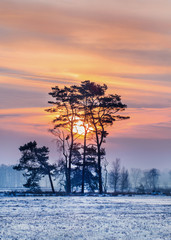 Winter scene, snow covered wetland and beautiful shaped trees at daybreak, Turnhoutse Vennen, Flanders, Belgium.