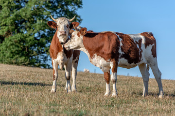 Vaches dans un pâturage