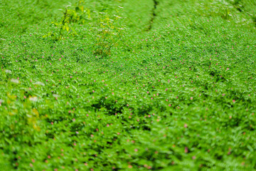 Fresh Green Chickpeas field , Chick peas also known as harbara or harbhara in hindi and Cicer is...