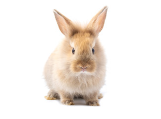 Brown adorable baby rabbit on white background.