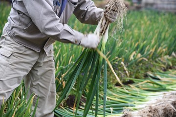 Fototapeta na wymiar Harvesting Japanese leek