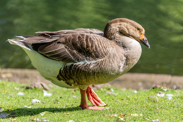 Goose on grass near to the water