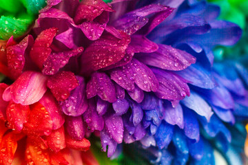 bouquet of colorful chrysanthemums