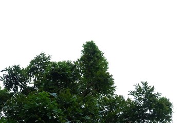 Big tropical tree leaves with branches on white isolated background for green foliage backdrop 