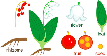 Parts of plant. Morphology of Lily of the valley or Convallaria majalis with berries, green leaves, root system and titles