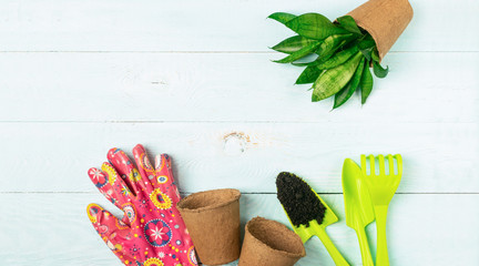 Garden tools, pots, green plants gloves on a blue background. The concept of spring. Copy space....