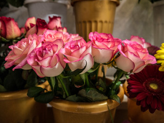 white roses with a pink border around the edge