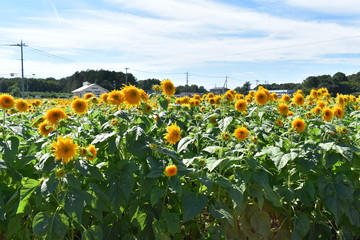 ひまわり　夏　ひまわり畑