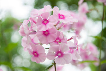 close-up pink  flower phlox on a  bokeh background