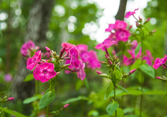 pink fuchsia flower phlox on  bokeh background