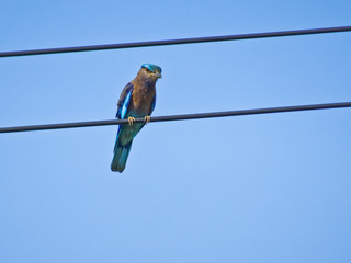 Blue bird of thailand - The Indian roller (Coracias benghalensis), sits on the wires.