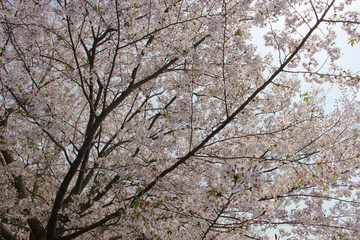 桜と青空