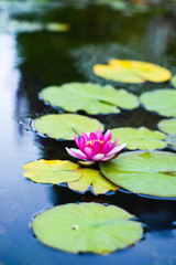 Garden pond with pink water lilly