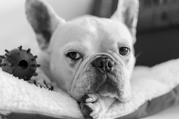 french bulldog in front of white background
