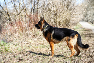 Dog German Shepherd on the road in a sping day