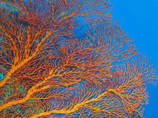 The amazing and mysterious underwater world of Indonesia, North Sulawesi, Bunaken Island, gorgonian coral