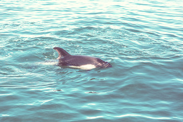 Obraz premium Delfin