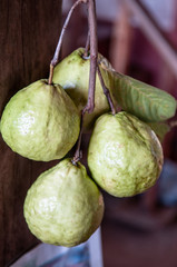 Psidium guajava or common Guava tropical fruits