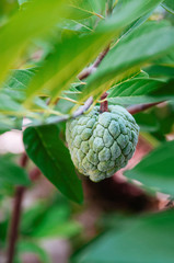 Obraz premium Custard apple or Sugar Apple on its tree