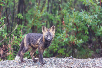 Polar fox