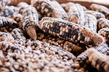 Dried bi colour corns close up details
