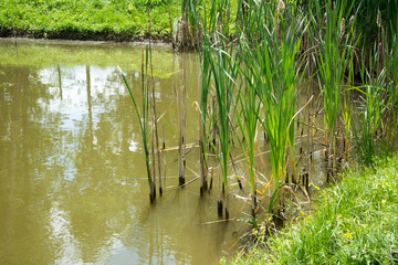 Staw w parku © Heroc
