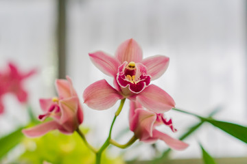 pink exotic orchid flowers in botanical garden